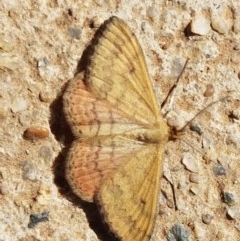 Scopula rubraria (Reddish Wave, Plantain Moth) at Lyneham, ACT - 9 Dec 2020 by trevorpreston