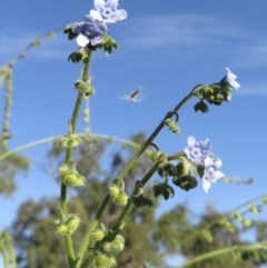 Cynoglossum australe (Australian Forget-me-not) at Symonston, ACT - 30 Nov 2020 by RobParnell