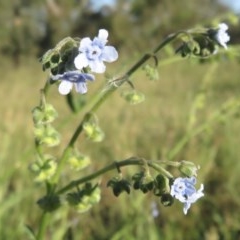 Cynoglossum australe at Symonston, ACT - 30 Nov 2020 06:31 PM