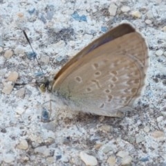 Zizina otis (Common Grass-Blue) at City Renewal Authority Area - 8 Dec 2020 by tpreston