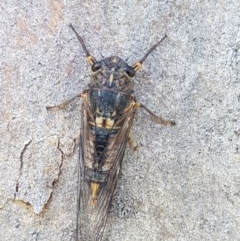 Yoyetta robertsonae (Clicking Ambertail) at Sullivans Creek, O'Connor - 8 Dec 2020 by trevorpreston