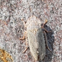 Stenocotis depressa (Leafhopper) at O'Connor, ACT - 9 Dec 2020 by trevorpreston