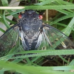 Psaltoda moerens (Redeye cicada) at Sullivans Creek, O'Connor - 8 Dec 2020 by trevorpreston