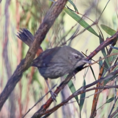 Hylacola pyrrhopygia (Chestnut-rumped Heathwren) at Black Mountain - 8 Dec 2020 by ConBoekel