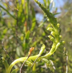 Microtis unifolia (Common Onion Orchid) at Conder, ACT - 3 Nov 2020 by MichaelBedingfield