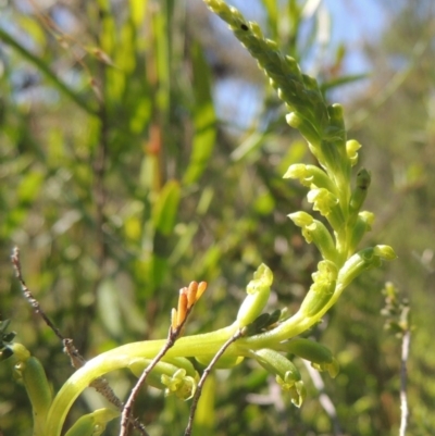 Microtis unifolia (Common Onion Orchid) at Tuggeranong Hill - 3 Nov 2020 by michaelb