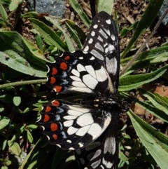 Papilio anactus (Dainty Swallowtail) at Sullivans Creek, Lyneham South - 8 Dec 2020 by trevorpreston