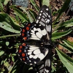 Papilio anactus (Dainty Swallowtail) at Lyneham, ACT - 9 Dec 2020 by trevorpreston