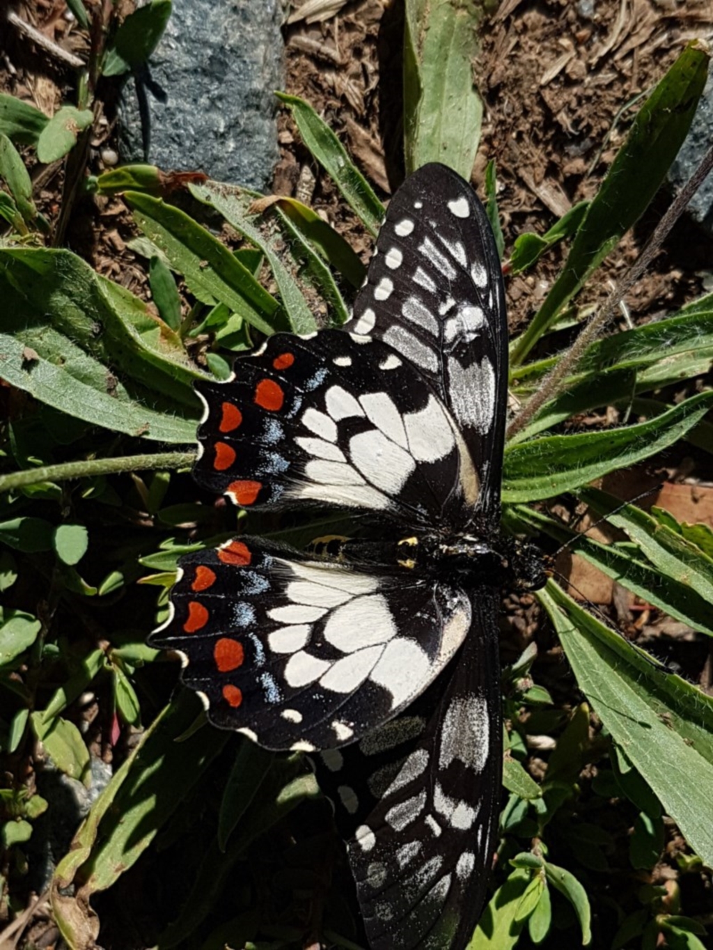 Papilio anactus at Lyneham, ACT - 9 Dec 2020