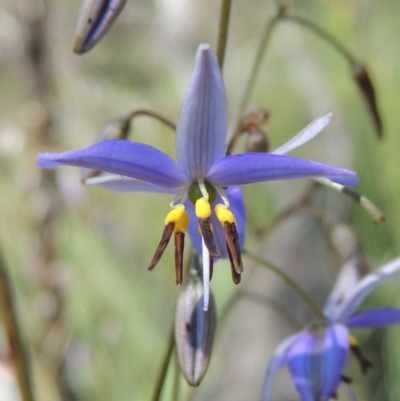 Dianella revoluta var. revoluta (Black-Anther Flax Lily) at Conder, ACT - 3 Nov 2020 by MichaelBedingfield