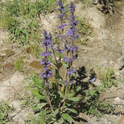 Ajuga australis (Austral Bugle) at Conder, ACT - 3 Nov 2020 by michaelb