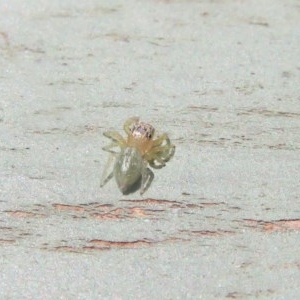 Salticidae (family) at Fyshwick, ACT - 8 Dec 2020