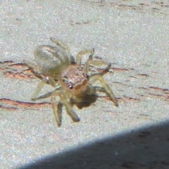 Salticidae (family) at Fyshwick, ACT - 8 Dec 2020