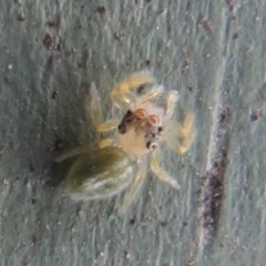 Salticidae (family) at Fyshwick, ACT - 8 Dec 2020