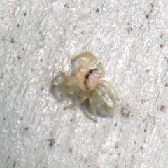 Salticidae (family) at Fyshwick, ACT - 8 Dec 2020