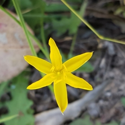 Hypoxis hygrometrica (Golden Weather-grass) at Bruce Ridge to Gossan Hill - 9 Dec 2020 by trevorpreston