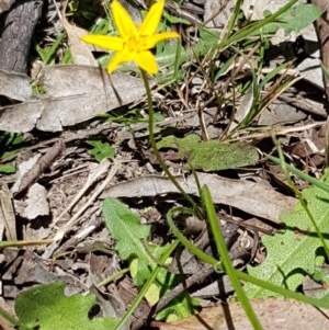 Hypoxis hygrometrica at Bruce, ACT - 9 Dec 2020