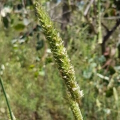Phalaris aquatica (Phalaris, Australian Canary Grass) at Bruce Ridge to Gossan Hill - 9 Dec 2020 by trevorpreston