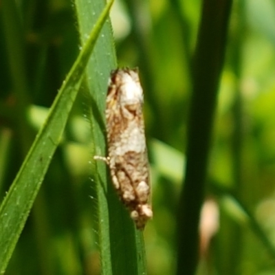 Crocidosema plebejana (Cotton Tipworm Moth) at Bruce Ridge to Gossan Hill - 9 Dec 2020 by trevorpreston