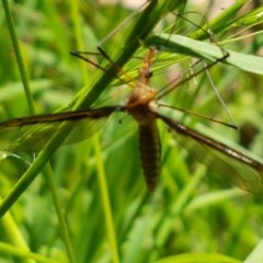 Leptotarsus (Macromastix) sp. (genus & subgenus) (Unidentified Macromastix crane fly) at Bruce Ridge to Gossan Hill - 9 Dec 2020 by trevorpreston