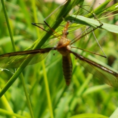 Leptotarsus (Macromastix) sp. (genus & subgenus) (Unidentified Macromastix crane fly) at Bruce Ridge to Gossan Hill - 9 Dec 2020 by trevorpreston