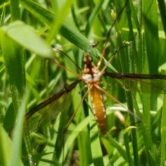 Leptotarsus (Macromastix) sp. (genus & subgenus) at Bruce, ACT - 9 Dec 2020