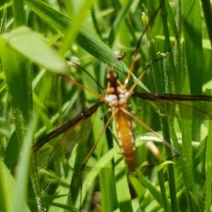 Leptotarsus (Macromastix) sp. (genus & subgenus) at Bruce, ACT - 9 Dec 2020