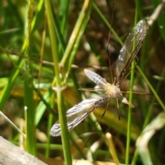 Leptotarsus (Macromastix) sp. (genus & subgenus) at Bruce, ACT - 9 Dec 2020