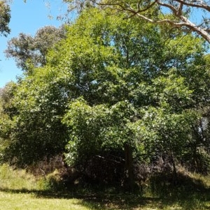 Alnus glutinosa at Bruce, ACT - 9 Dec 2020