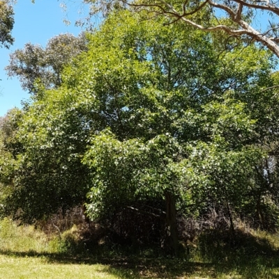 Alnus glutinosa (Black Alder) at Bruce, ACT - 9 Dec 2020 by trevorpreston