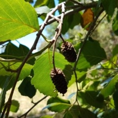 Alnus glutinosa at Bruce, ACT - 9 Dec 2020