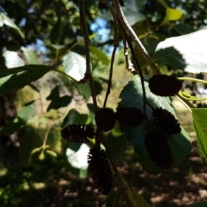 Alnus glutinosa at Bruce, ACT - 9 Dec 2020