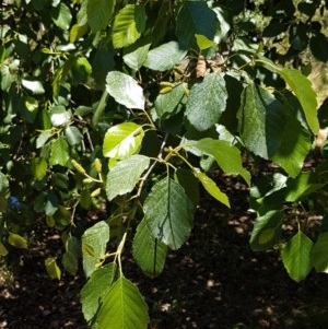 Alnus glutinosa at Bruce, ACT - 9 Dec 2020