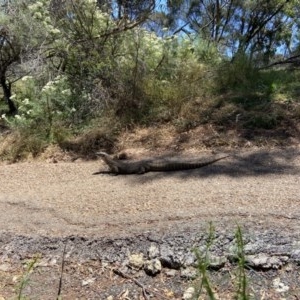 Varanus rosenbergi at Ainslie, ACT - suppressed