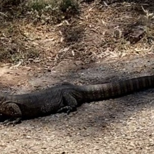 Varanus rosenbergi at Ainslie, ACT - suppressed