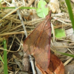 Uresiphita ornithopteralis at Flynn, ACT - 5 Dec 2020 03:17 PM