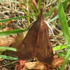 Uresiphita ornithopteralis at Flynn, ACT - 5 Dec 2020 03:17 PM