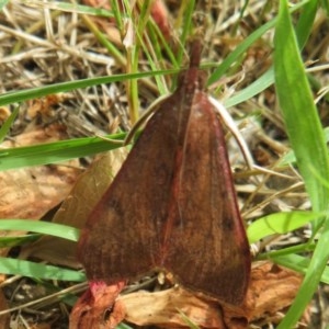 Uresiphita ornithopteralis at Flynn, ACT - 5 Dec 2020