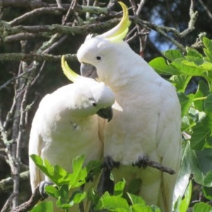 Cacatua galerita at Flynn, ACT - 7 Dec 2020