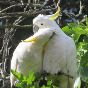 Cacatua galerita at Flynn, ACT - 7 Dec 2020