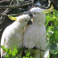 Cacatua galerita at Flynn, ACT - 7 Dec 2020