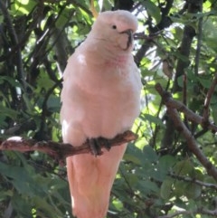 Cacatua galerita at Flynn, ACT - 7 Dec 2020