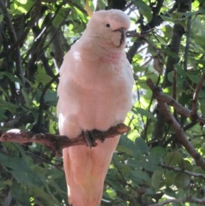 Cacatua galerita at Flynn, ACT - 7 Dec 2020 04:52 PM