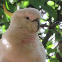 Cacatua galerita at Flynn, ACT - 7 Dec 2020