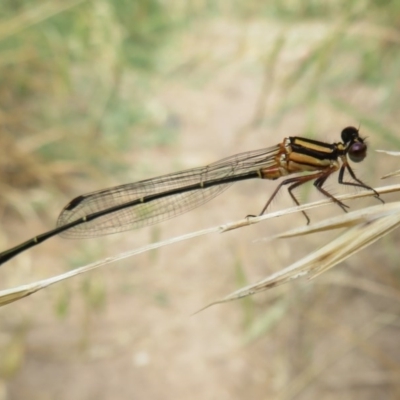 Nososticta solida (Orange Threadtail) at Jerrabomberra Wetlands - 8 Dec 2020 by Christine