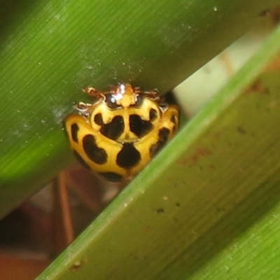 Harmonia conformis (Common Spotted Ladybird) at Flynn, ACT - 8 Dec 2020 by Christine