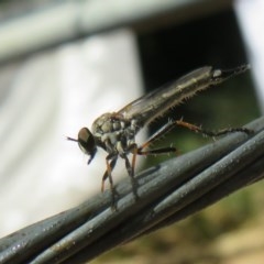 Cerdistus varifemoratus (Robber fly) at Flynn, ACT - 8 Dec 2020 by Christine