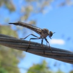 Cerdistus varifemoratus at Flynn, ACT - 8 Dec 2020 02:57 PM