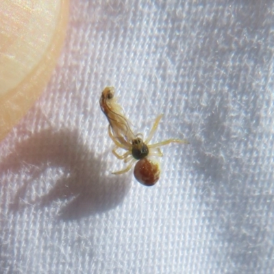 Linyphiidae (family) at Flynn, ACT - 8 Dec 2020 by Christine