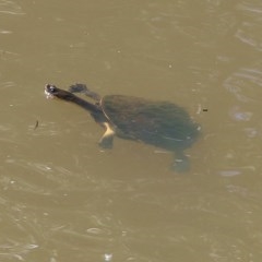 Chelodina longicollis (Eastern Long-necked Turtle) at Wodonga, VIC - 9 Dec 2020 by KylieWaldon